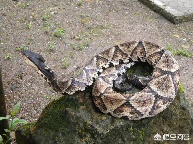 打死一只野兔子没事吧:农村山上的野兔子，被五步蛇咬死了，兔肉还能吃吗？