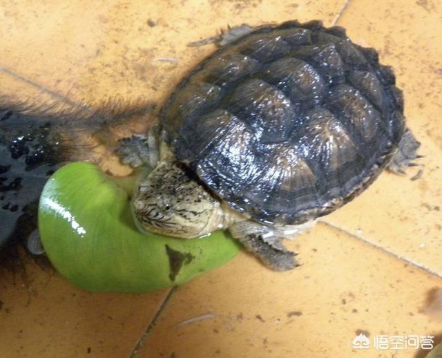 鳄龟价格:鳄鱼龟养殖前景怎么样？哪里有这方面的项目？