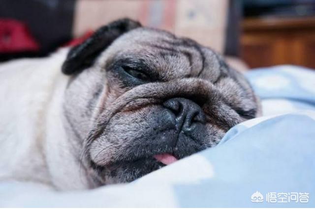 巴哥犬吧:宠主和巴哥犬一起睡有哪些弊端？