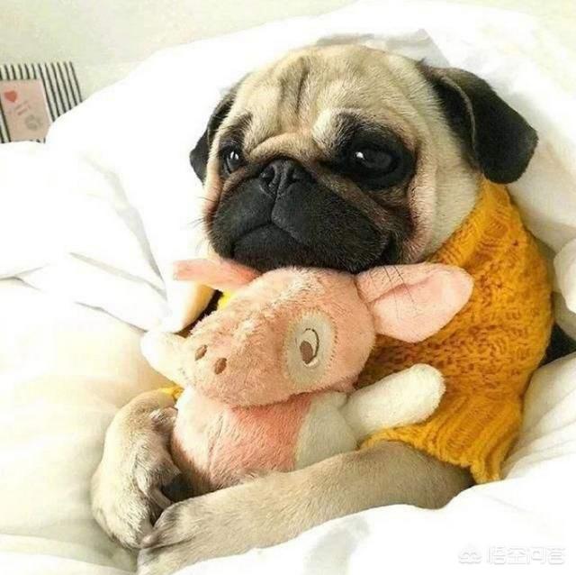巴哥犬吧:宠主和巴哥犬一起睡有哪些弊端？