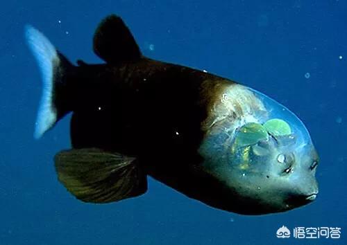 鳗鱼尾巴壮阳，马里亚纳海沟8000米以下，究竟有哪些生物能够生存下来