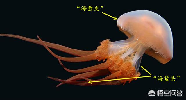 头条问答 我们通常吃的海蜇皮就是水母吗 萨尔茨堡的鱼的回答 0赞