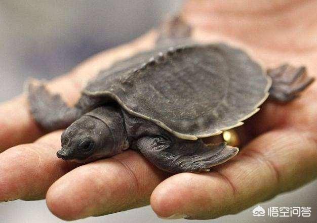 珍珠鳖如何养殖:鱼缸铺沙养猪鼻龟，食物残渣怎么办？