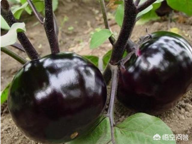 头条问答 茄子根很小 施什么肥料 10个回答