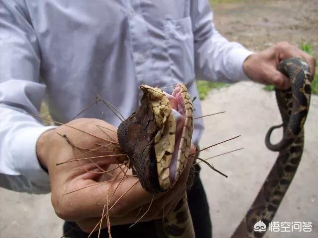 神农架五节蛇:农村老人说，夏至之后五步蛇经常会跑到农民家里去，是真的吗？