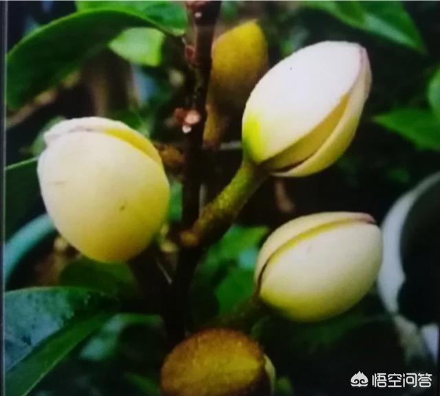 含笑花怎么养才会开花:含笑花夏季可以脱盆修根吗？