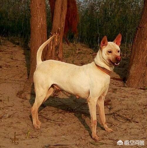 中国猎犬论坛买卖:我国纯种的箭毛幼犬多少钱？有哪些购买渠道？为何？