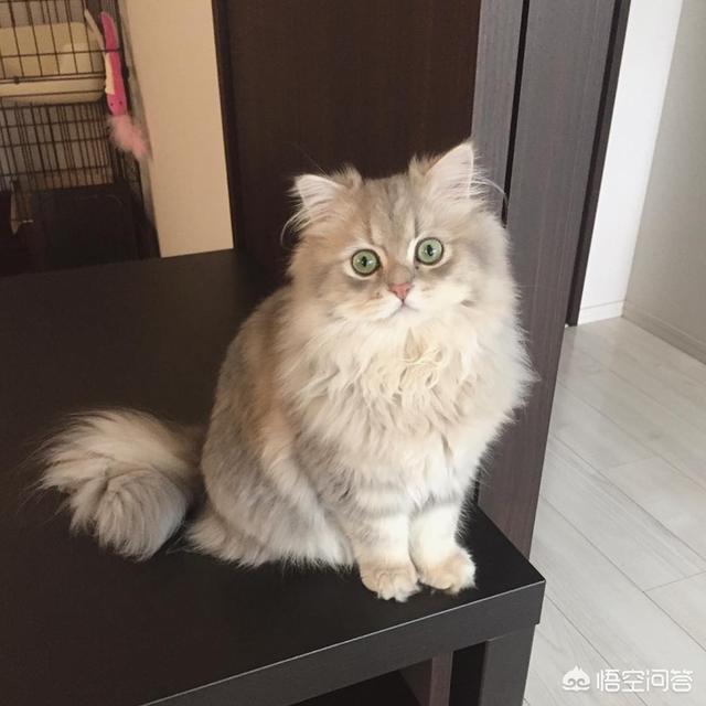 琴仙的小宠物饲养日记:辅导孩子作业时，哪件事（作文、数学应用题等）让你感觉最吃力？