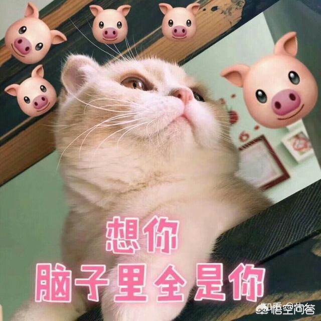 养一只英短银渐层的猫需要注意哪些事项？每月的固定开支和额外开支有多少？