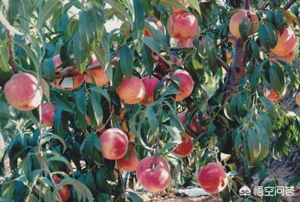 寒露蜜:什么桃树品种，果子大而且特别甜，大神们能普及一下知识吗？
