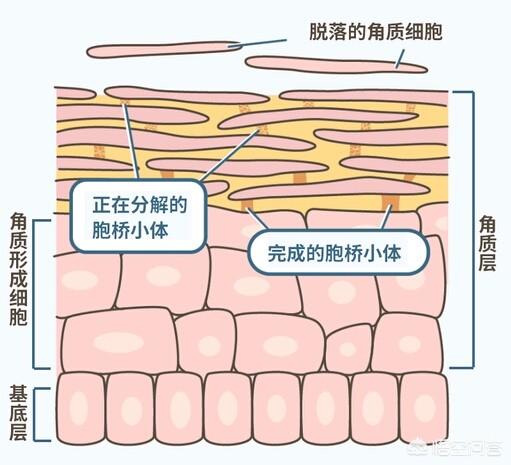 肌肤粗糙暗沉是因为什么原因，皮肤粗糙，毛孔粗大是怎么回事