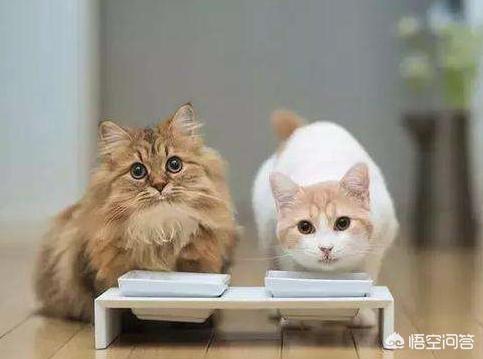 三文鱼边角料做猫饭: 怎样能纠正暹罗猫挑食，暹罗猫挑食怎么处理好？