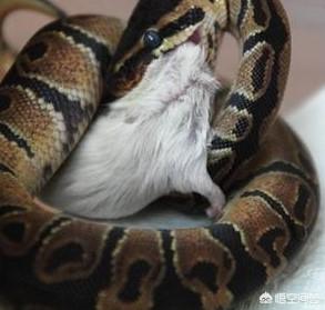 蛇吃鼠半年,鼠吃蛇半年含义是什么？