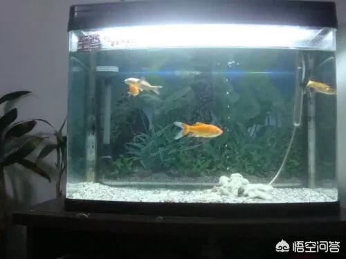 024观赏鱼自由交易车安全:你们会选择养鱼吗？为什么？