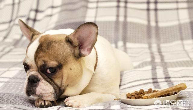 斗牛犬性格有什么缺点:法国斗牛犬的缺点是什么？新手养好吗？