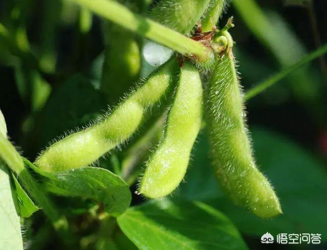 空心菜的种植方法和时间,空心菜什么时候浇水最合适？