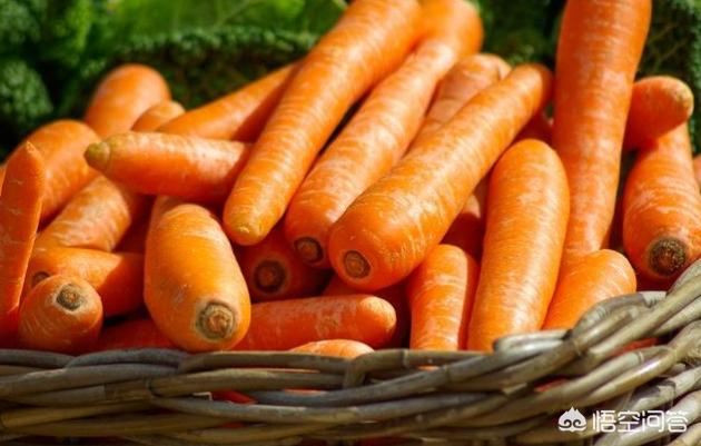 兔子更喜欢哪种食物日常生活:实际上兔子更喜欢哪种食物 兔子吃的食物最好是什么？以及养兔子的建议？