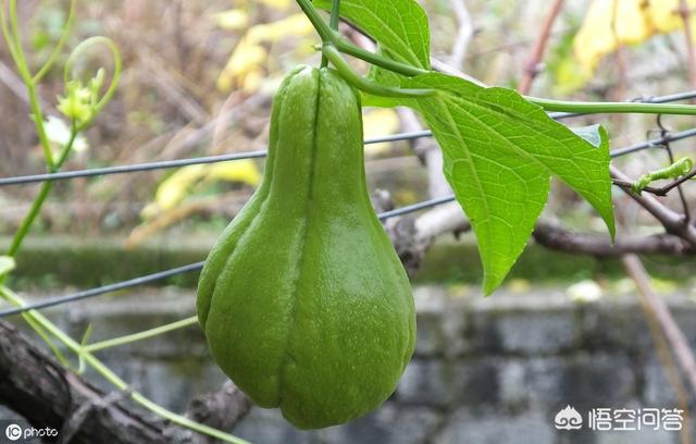 佛手瓜发芽了还能吃吗，农村种的佛手瓜怎么吃?佛手瓜如何播种？