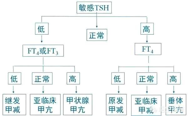甲功能报告如何判读如何确认甲亢甲减