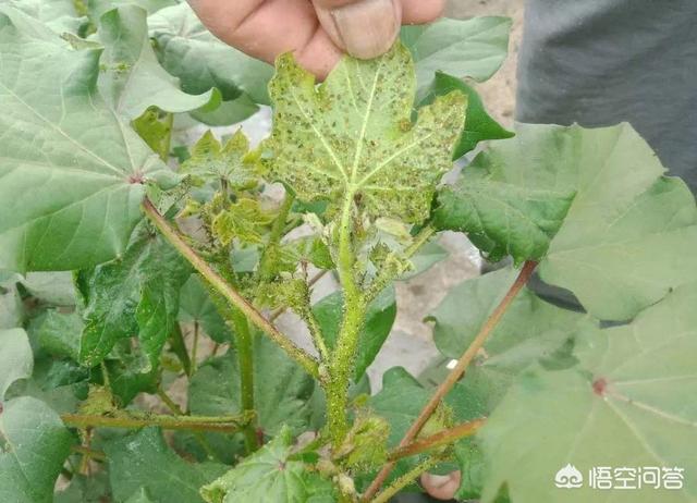 棉花蚜虫:棉花蚜虫防不下去，真的是抗性强吗？还是走入了防治误区？