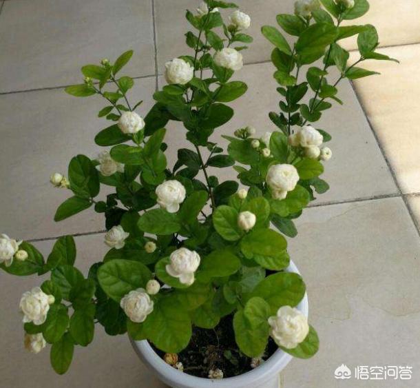 双色茉莉的水插方法:家里养的茉莉花，五六月份怎么扦插分盆呢？