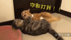 两只短腿猫打架:我家两只猫一公一母，两只猫天天打架，想知道他俩是真打还是玩？