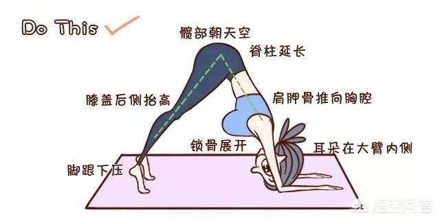 瑜伽狗:瑜伽体式海豚式怎么做？注意事项是什么？ 瑜伽狗爬式拉伸图解