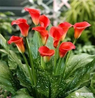 彩色马蹄莲花后处理:彩色马蹄莲花期过后怎么处理 盆栽马蹄莲夏季植株热死了，种球应该怎么保存？