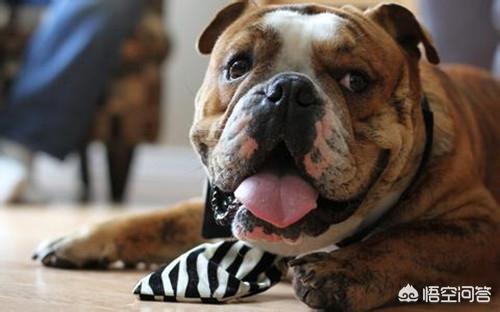 刚出生的斗牛犬图片:法斗一般长到几个月定型？