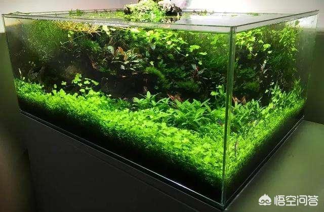 头条问答 大家聊聊养好草缸必须要用纯净水吗 10个回答