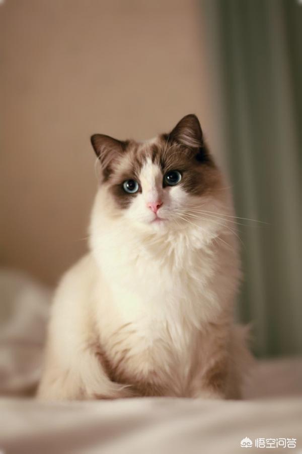 布偶猫图片:布偶猫发情的时候叫得厉害么，公猫母猫发情有什么不同？ 布偶猫图片及价格多少