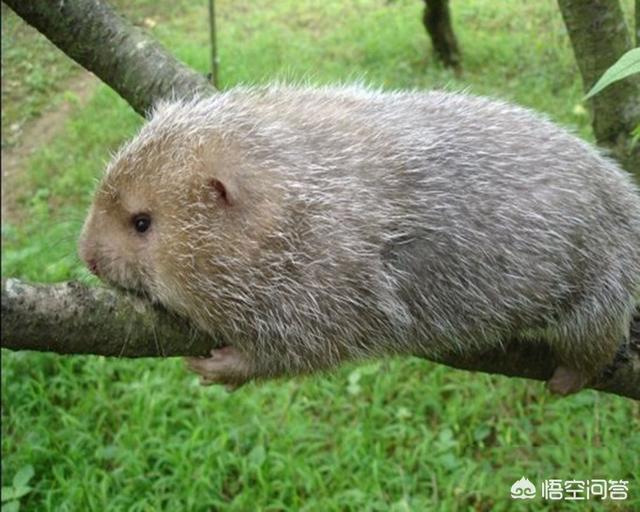 有人说养猪风险大,每只利润高达170元的竹鼠,可大规模喂养吗？