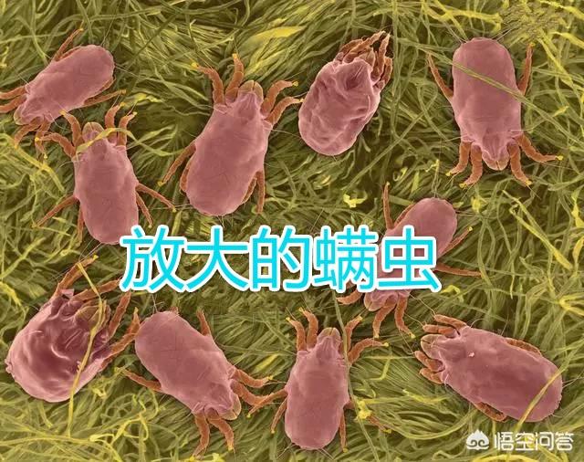 家庭如何防螨:螨虫喜欢吃什么？怎样减少脸上的螨虫？