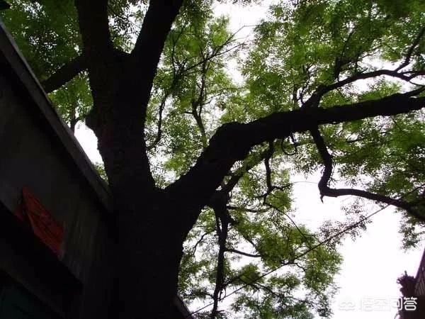 孟州滨河公园荷花花期多少天:孟州滨河公园赏荷花最好时间 河南有哪些赏花的好地方？