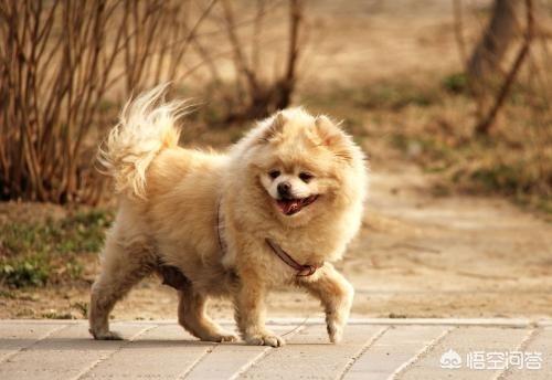 博美犬图片:博美尿尿带血是为什么，博美尿尿带血严重吗？