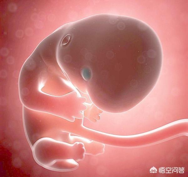 肚子里的宝宝能够看见东西么？胎儿什么时候可以看到？
