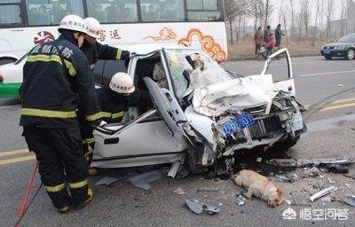 15个狗狗的感人故事:你能说出自家养的狗让你感动的事例吗？