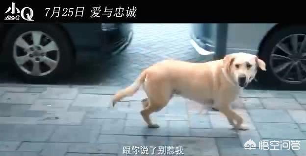 导盲犬小q观后感600:看完电影《小Q》，你有什么感受？