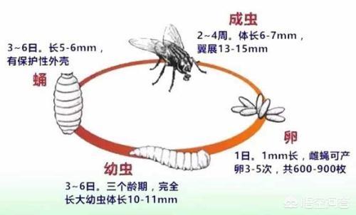 猪场苍蝇太多怎么消灭最好:猪场的蚊子太多，用什么办法最好？