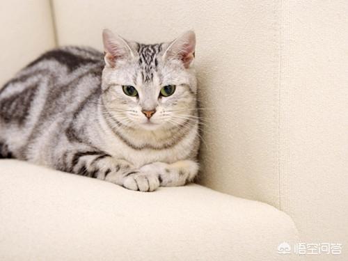 猫滴了驱虫药全身痒:猫咪身上痒怎么回事？什么原因？