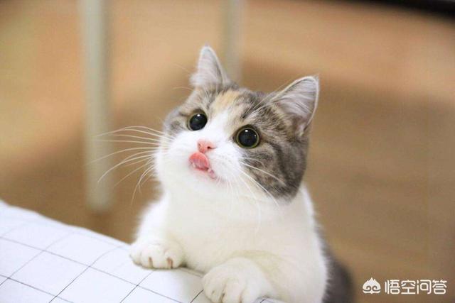 微信土耳其梵猫表情包:为什么不认识的猫，你叫猫咪，或者咪咪它会乖乖朝你走过来？ 土耳其梵猫动图表情包