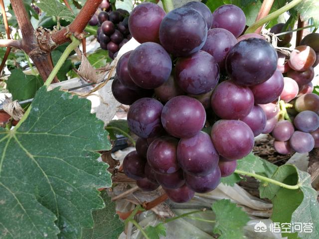 巨峰葡萄种植技术大全:7月底怎样管理巨峰葡萄？