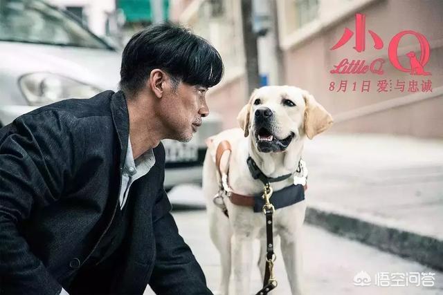 导肓犬小q在线观看:从《导盲犬小Q》中我们可以看出什么？