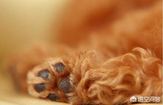 贵宾犬训练用什么奖励:主人做什么，会让泰迪犬感到非常感动的呢？