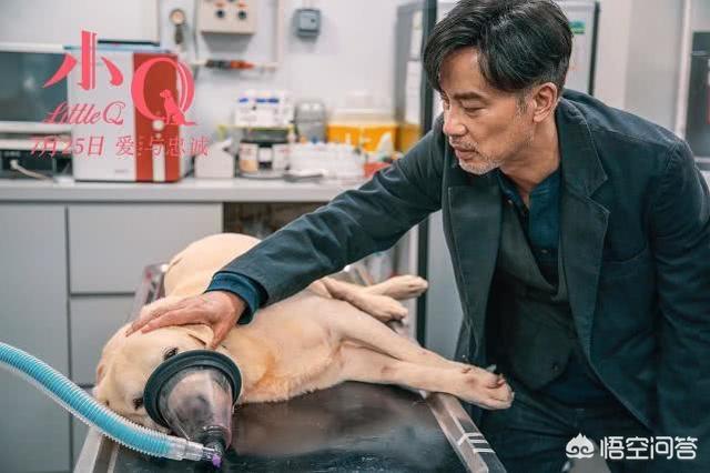 导肓犬小q在线观看:如何评价任达华主演的导盲犬电影《小Q》？