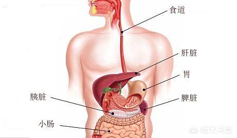 gimpet猫窝:我是60后，经常感觉浑身疼痛，检查无问题，这是什么原因？