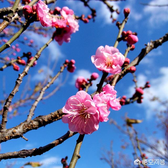 中国花卉协会推荐牡丹为我国国花,春兰夏荷秋菊冬梅亦有声援,您认为何花能当选国花？