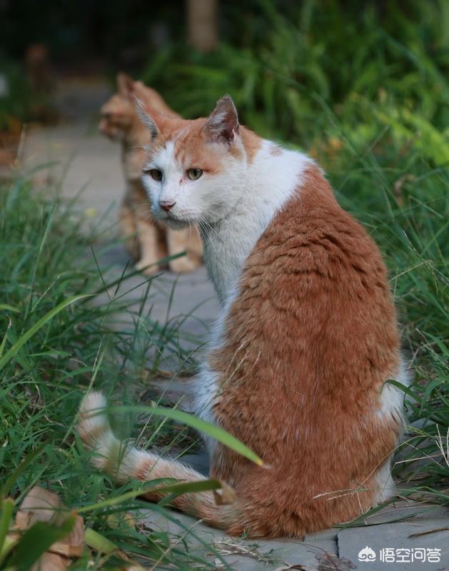 一只会弹钢琴的猫咪:十岁以上的老猫是什么样的？ 猫咪弹钢琴表情包