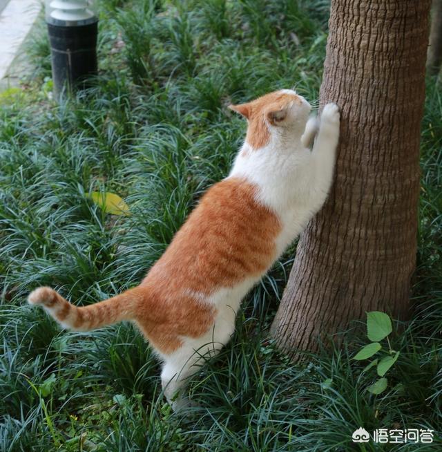 一只会弹钢琴的猫咪:十岁以上的老猫是什么样的？ 猫咪弹钢琴表情包