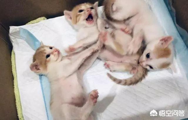 伟嘉妙鲜包有诱食剂:两个月的小猫除了猫粮还可以吃什么？
